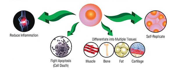 orthobiologic graphic